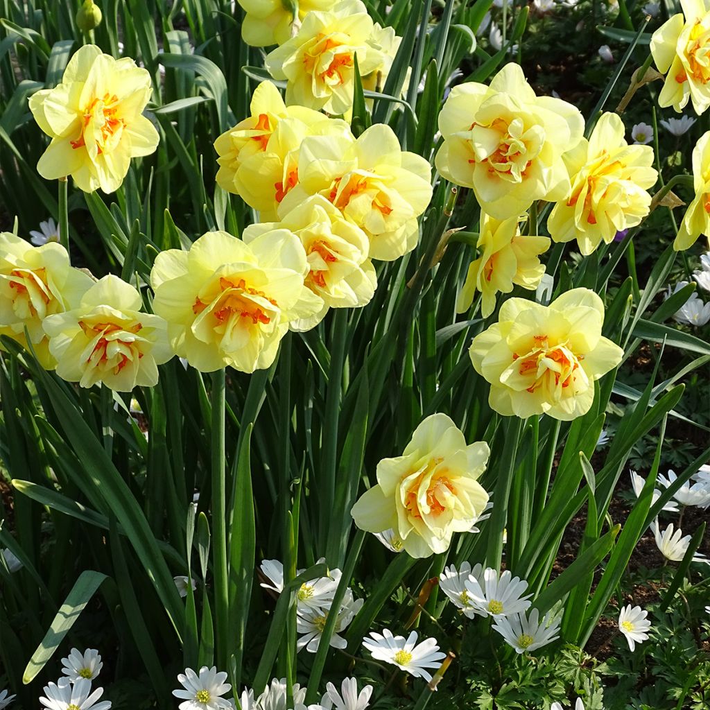 Narciso a fiore doppio Tahiti