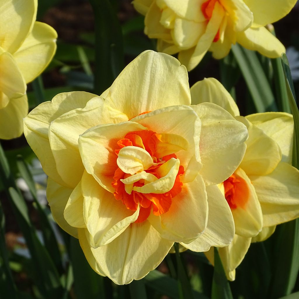 Narciso a fiore doppio Tahiti