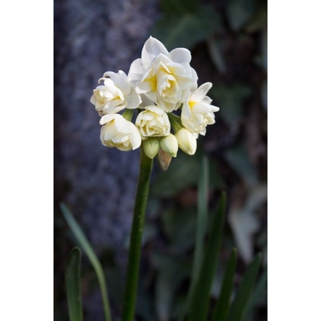 Narciso Tazetta Erlicheer
