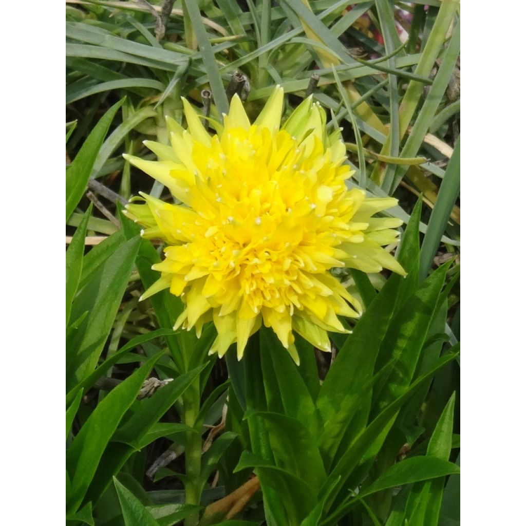 Narciso Rip van Winkle
