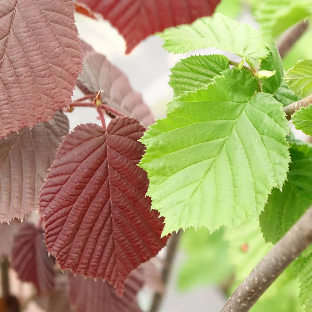 Corylus avellana Syrena - Nocciòlo