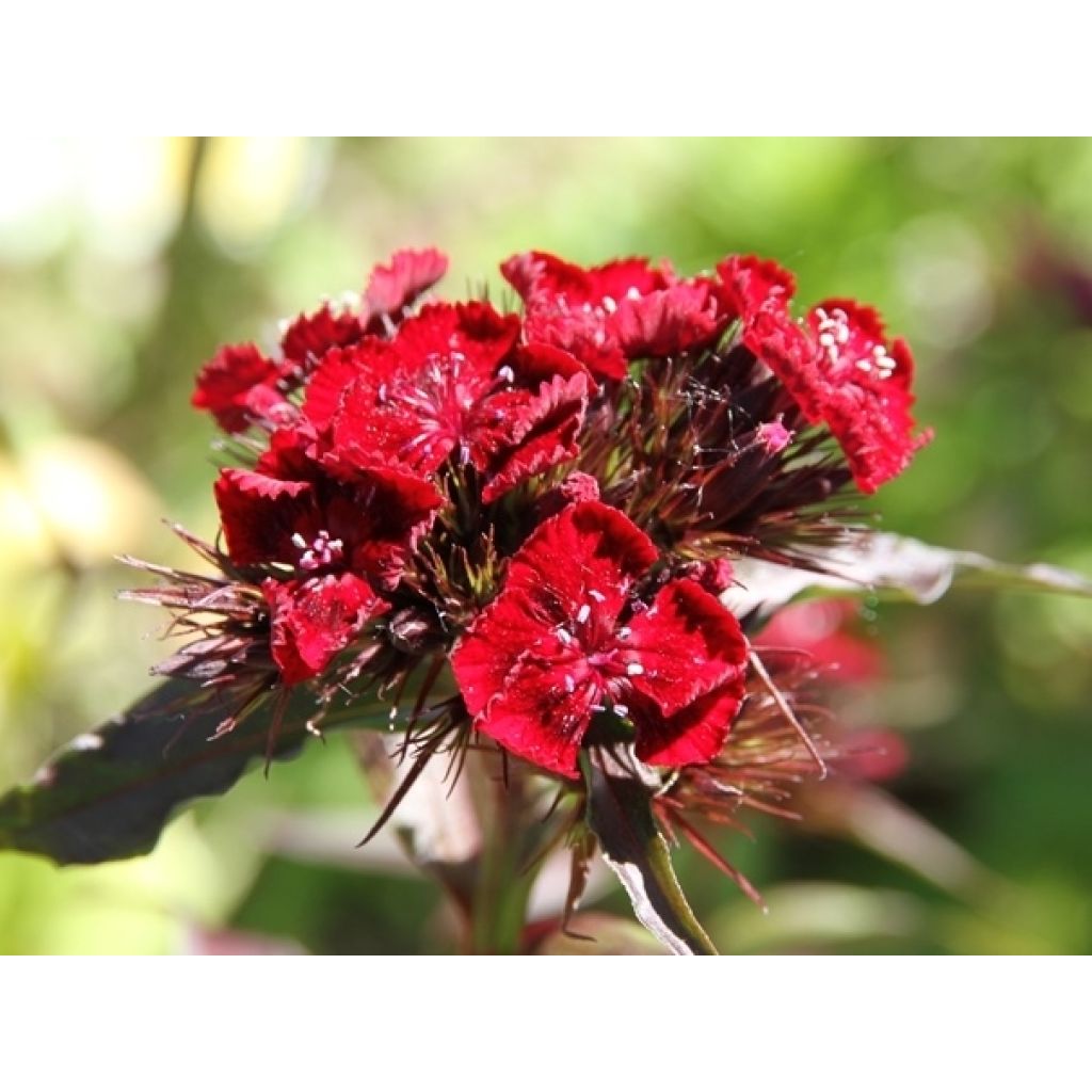 Dianthus barbatus Mix - Garofano dei poeti
