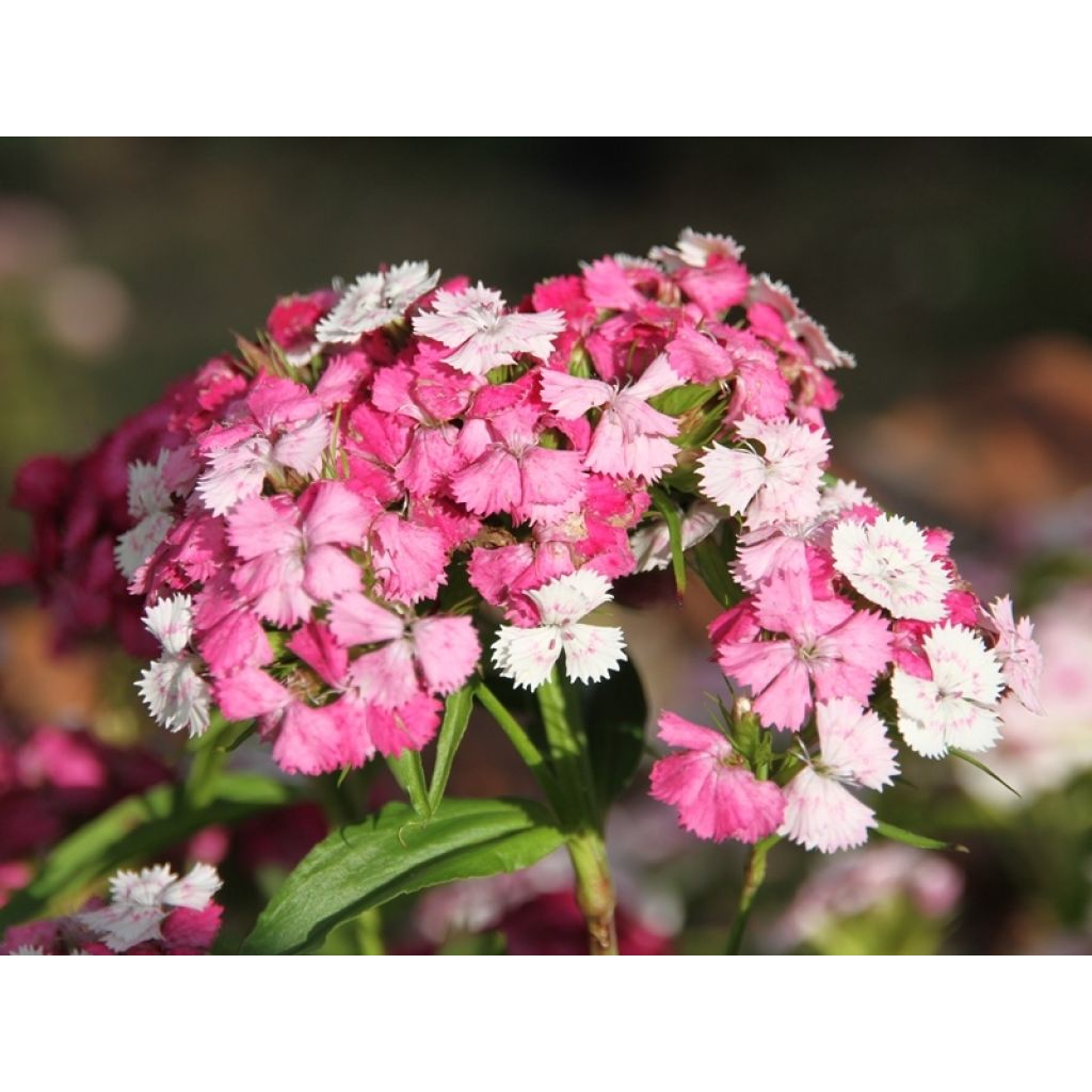 Dianthus barbatus Kaleidoscope Mixed - Garofano dei poeti