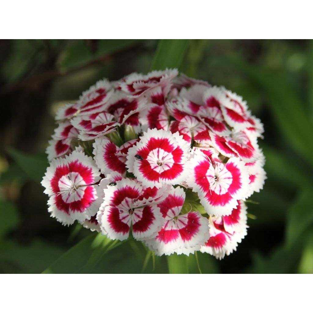 Dianthus barbatus Mix - Garofano dei poeti