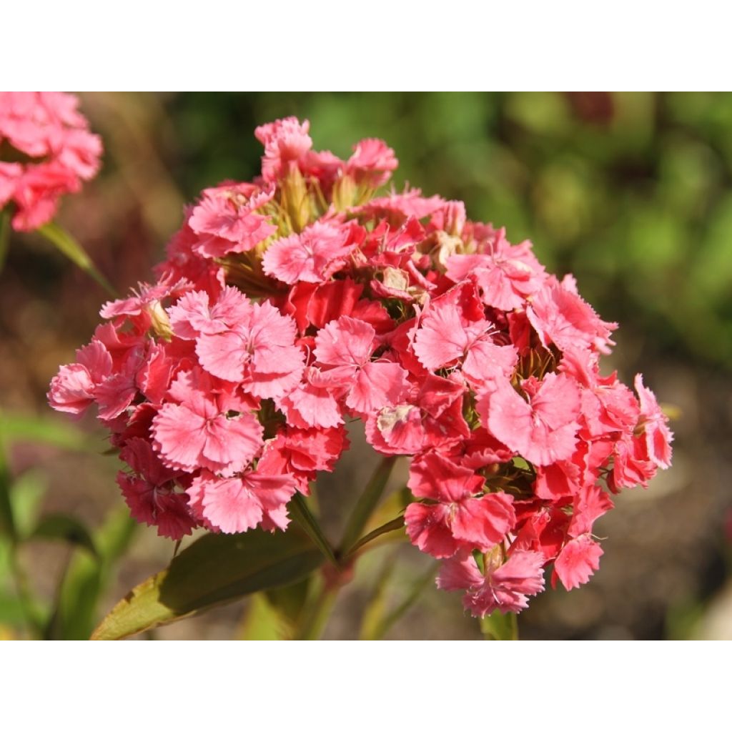 Dianthus barbatus Mix - Garofano dei poeti