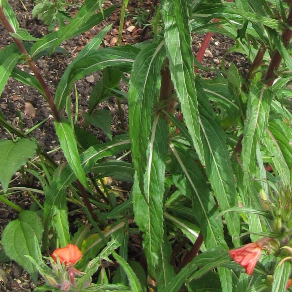 Oenothera versicolor