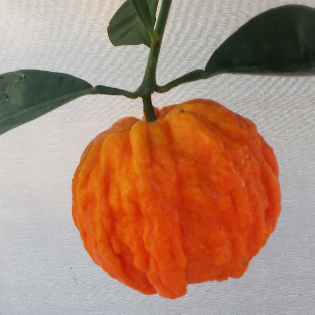 Citrus sinensis x aurantium Corrugata - Arancio