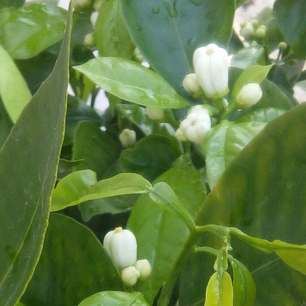 Citrus sinensis x aurantium Corrugata - Arancio