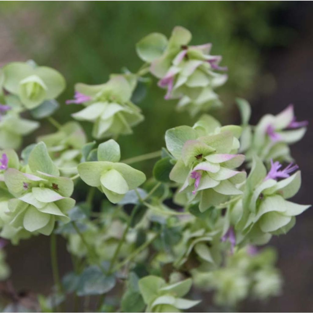 Origano Kent Beauty