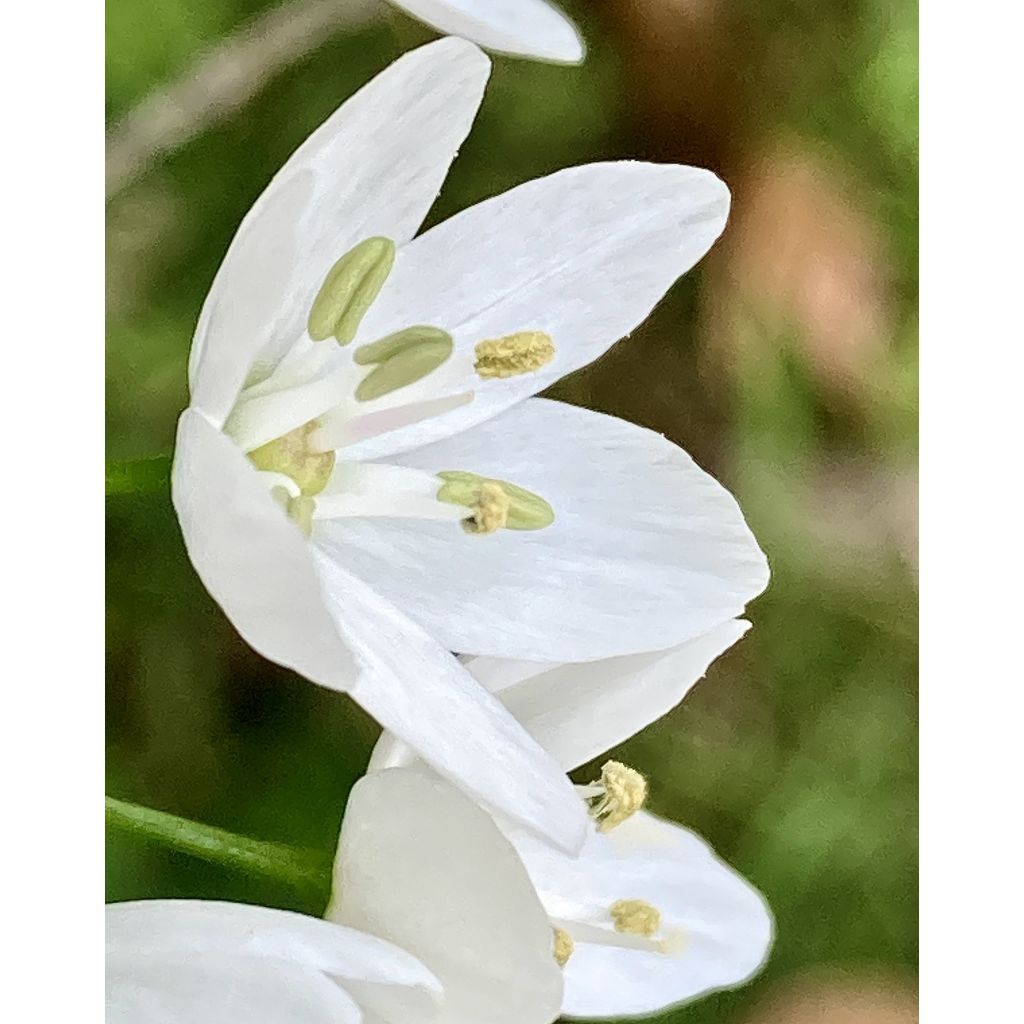 Ornithogalum balansae - Ornitogallo