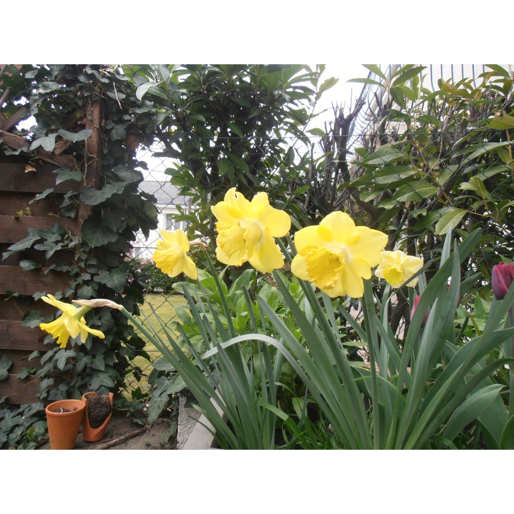 Narciso a tromba Spellbinder