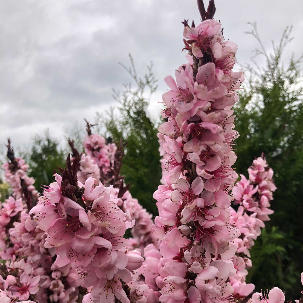 Pesco Crimson 'Bonfire'