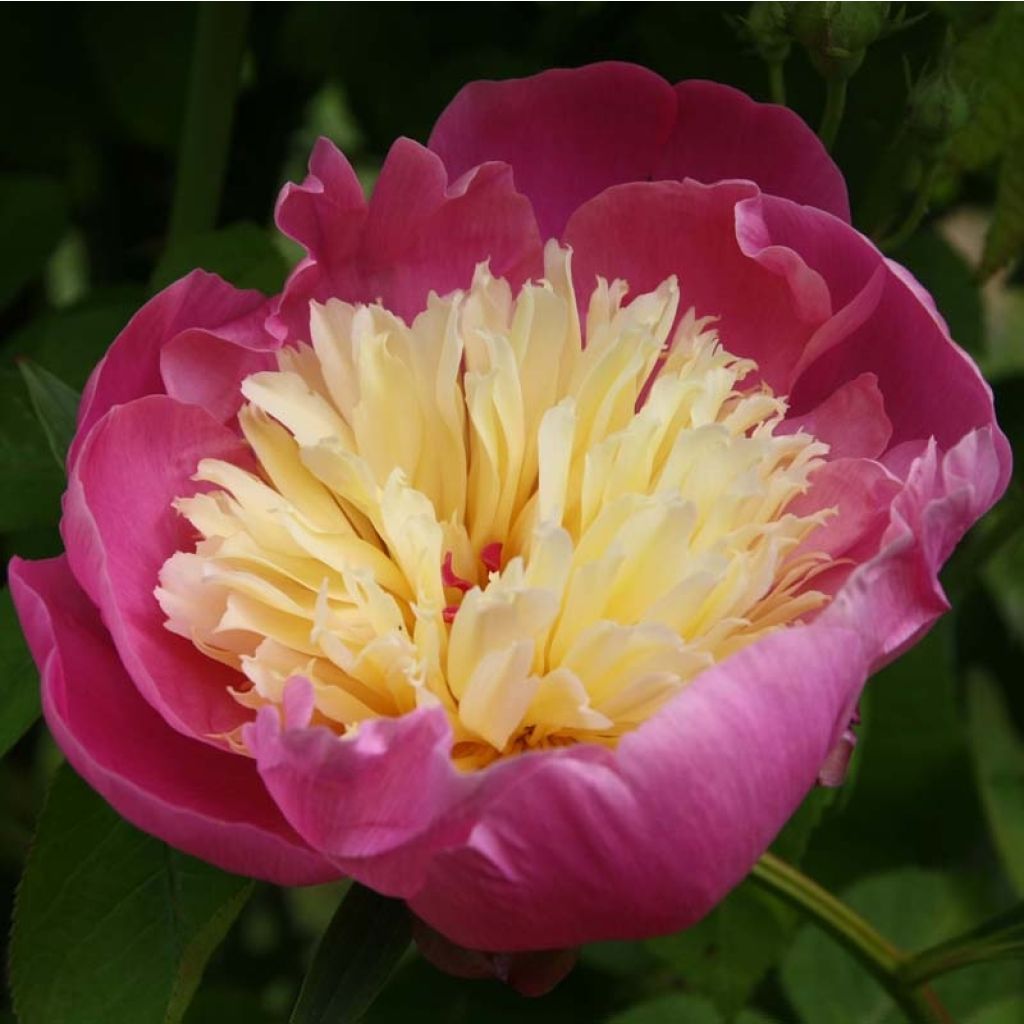 Peonia erbacea Bowl of Beauty