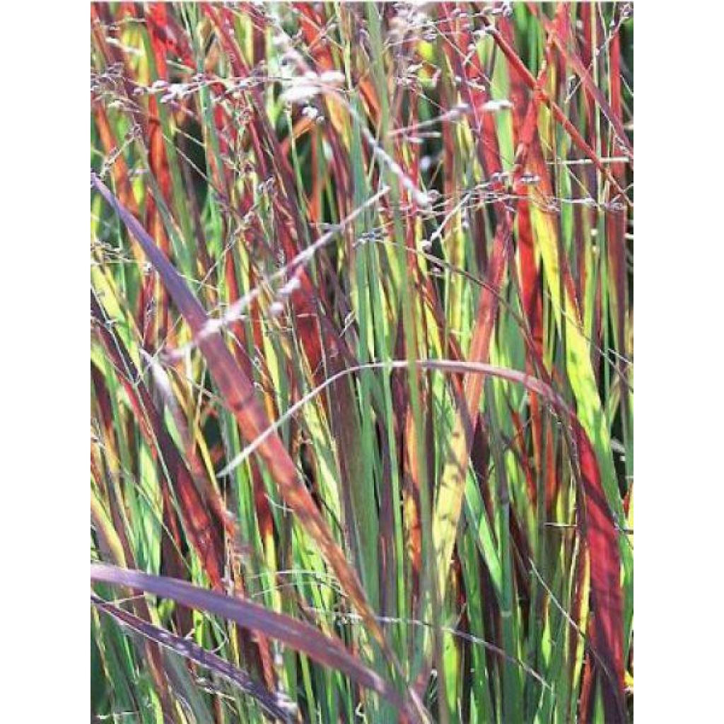 Panicum virgatum Heiliger Hain