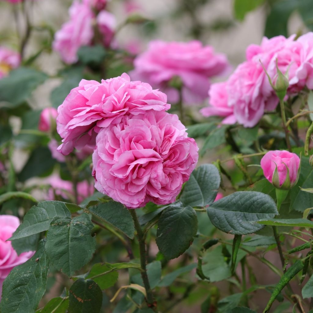 Cestini antispreco di Rose di Promesse de fleurs