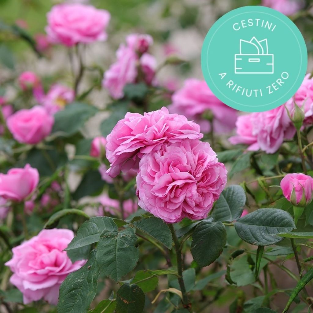 Cestini antispreco di Rose di Promesse de fleurs
