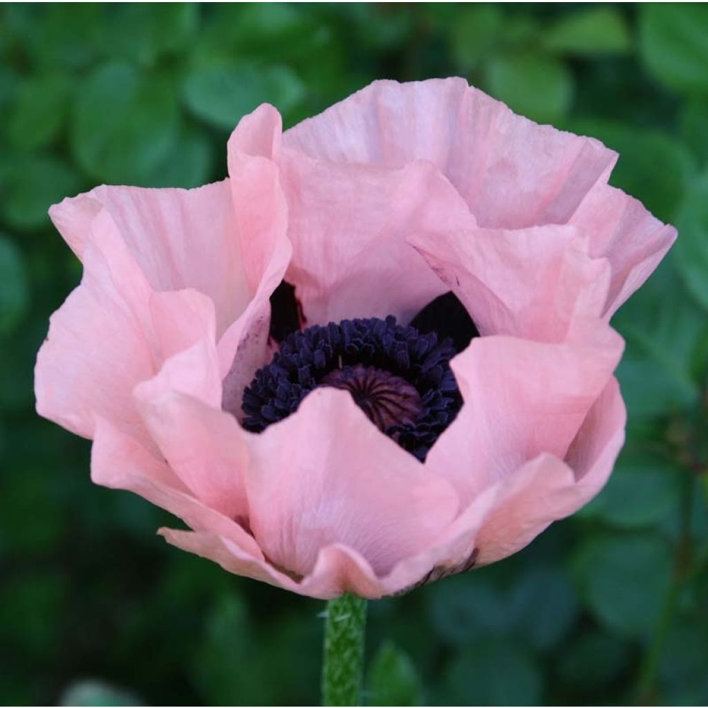 Papaver orientale Princess Victoria Louise