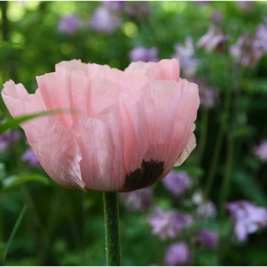 Papaver orientale Princess Victoria Louise