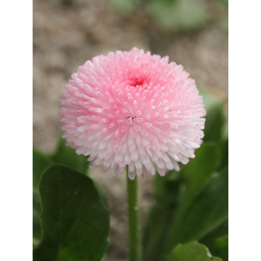 Bellis perennis Tasso Strawberries & Cream - Pratolina comune