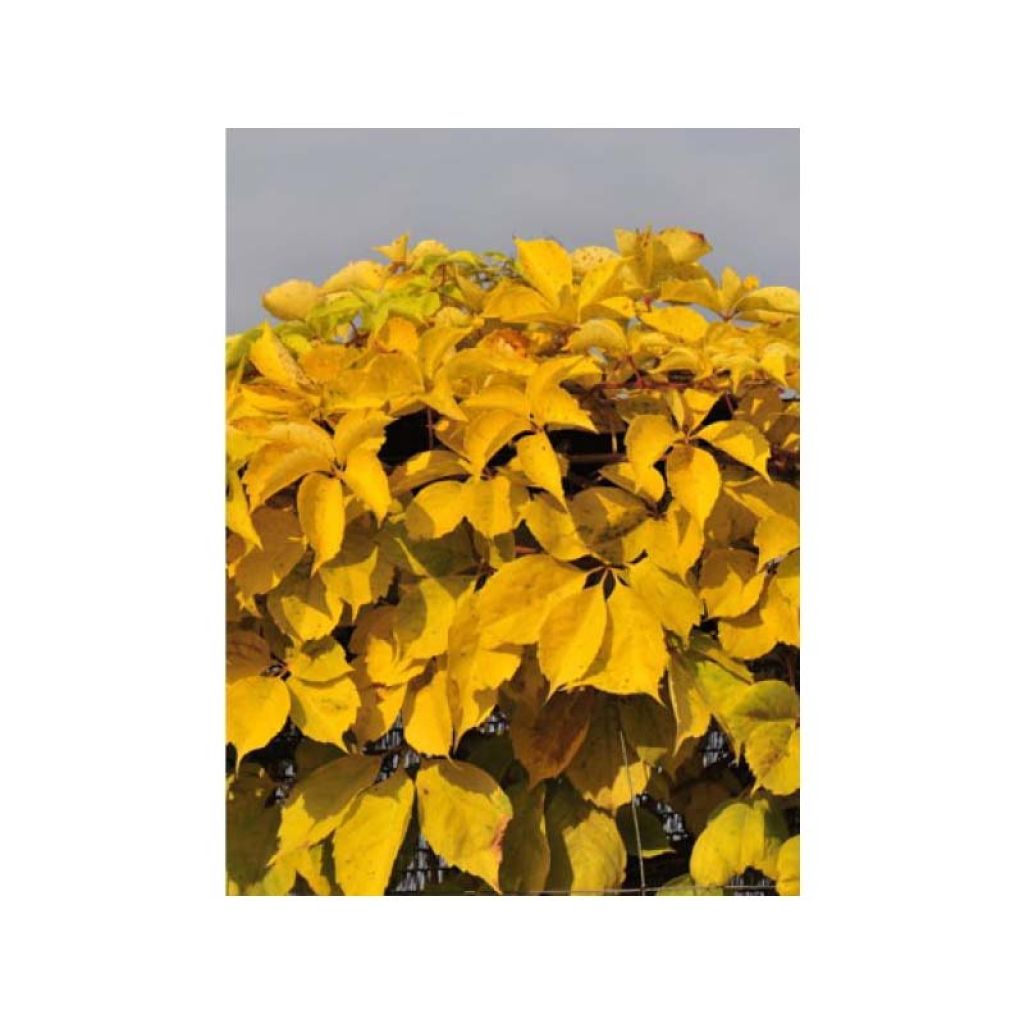 Parthenocissus quinquefolia Yellow Wall - Vite americana