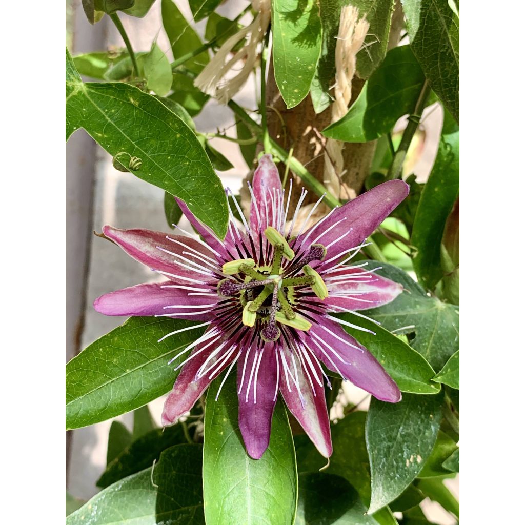 Passiflora Victoria
