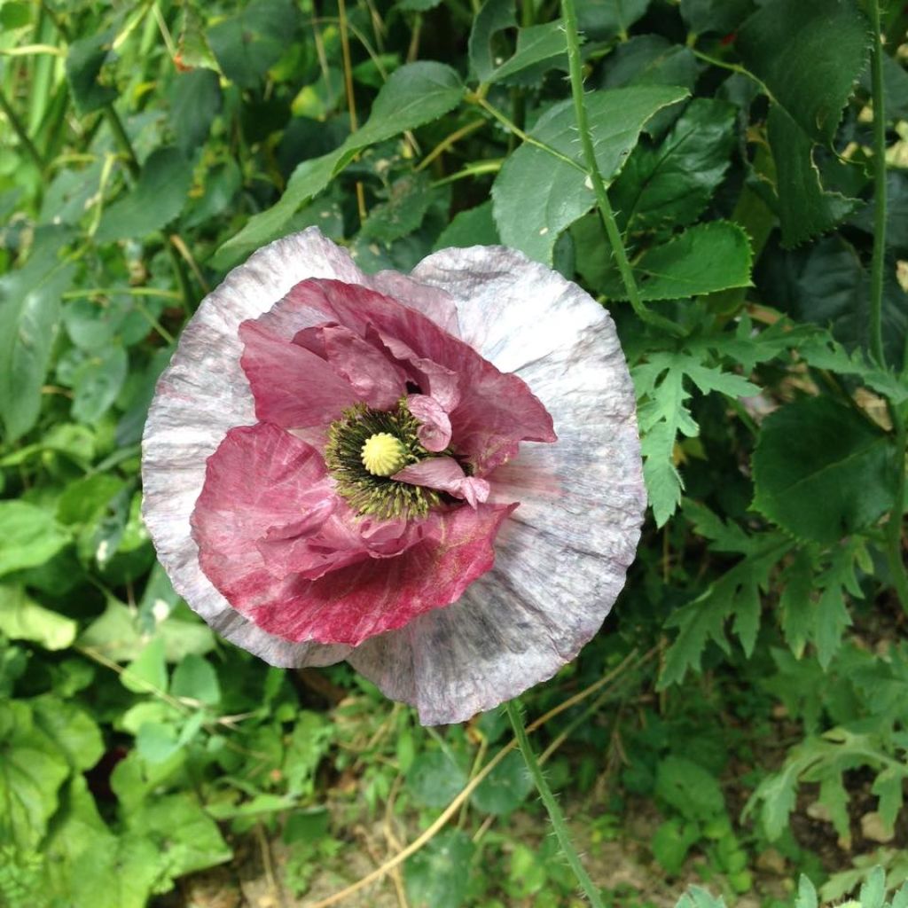 Papavero comune Burgundy Bigalow