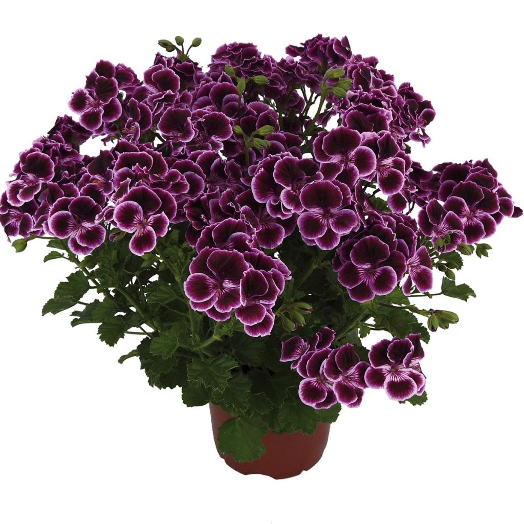 Pelargonium Mosquitaway Megan - Geranio odoroso