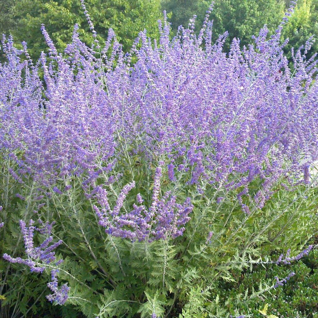 Perovskia atriplicifolia Blue Spire - Salvia russa