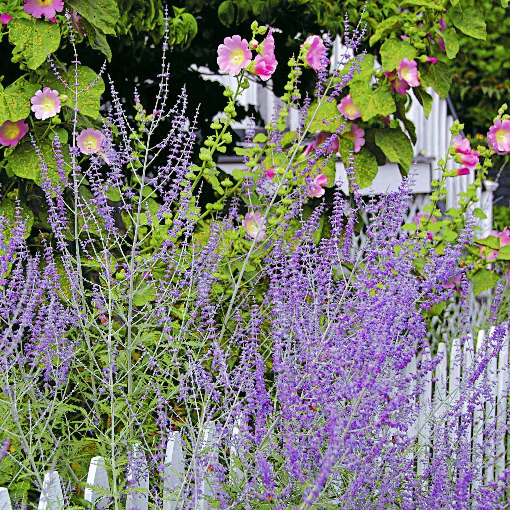 Perovskia atriplicifolia Blue Spire - Salvia russa