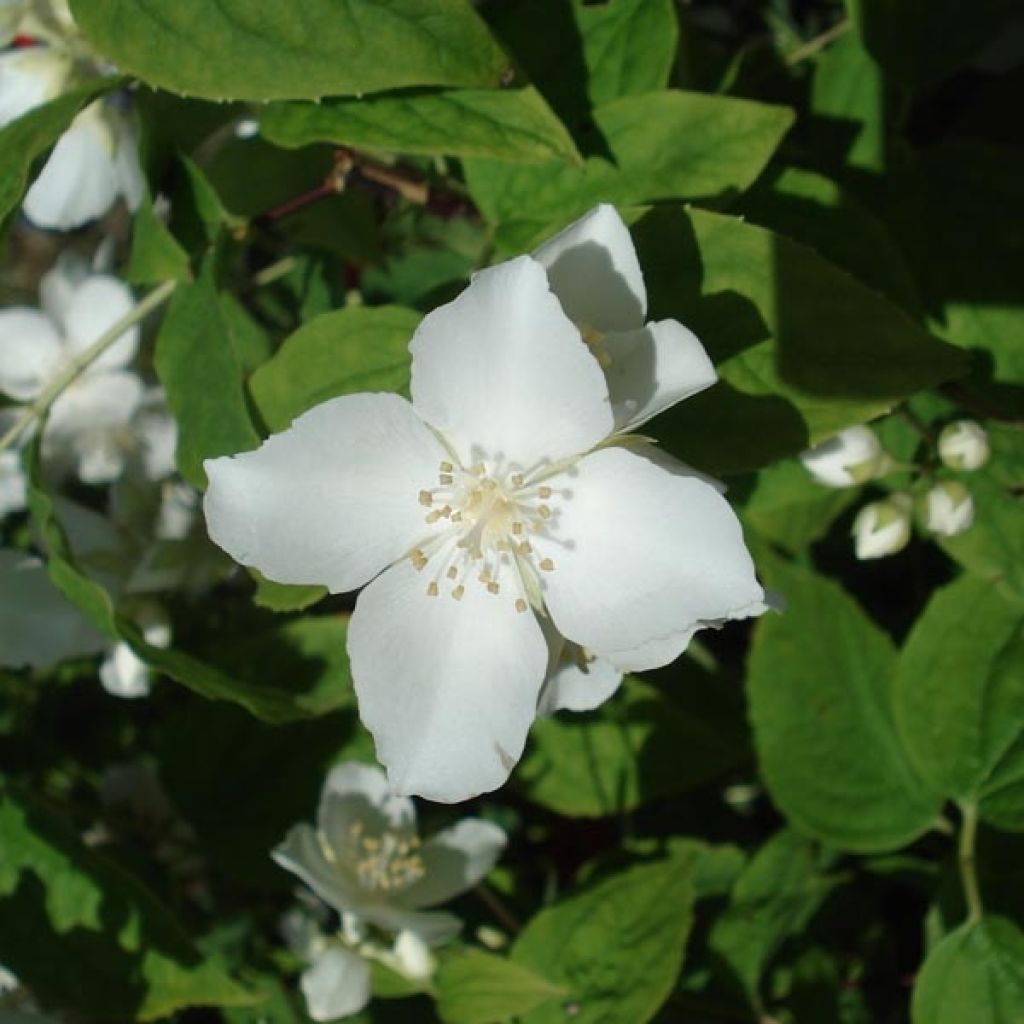 Philadelphus coronarius - Fior d'angiolo