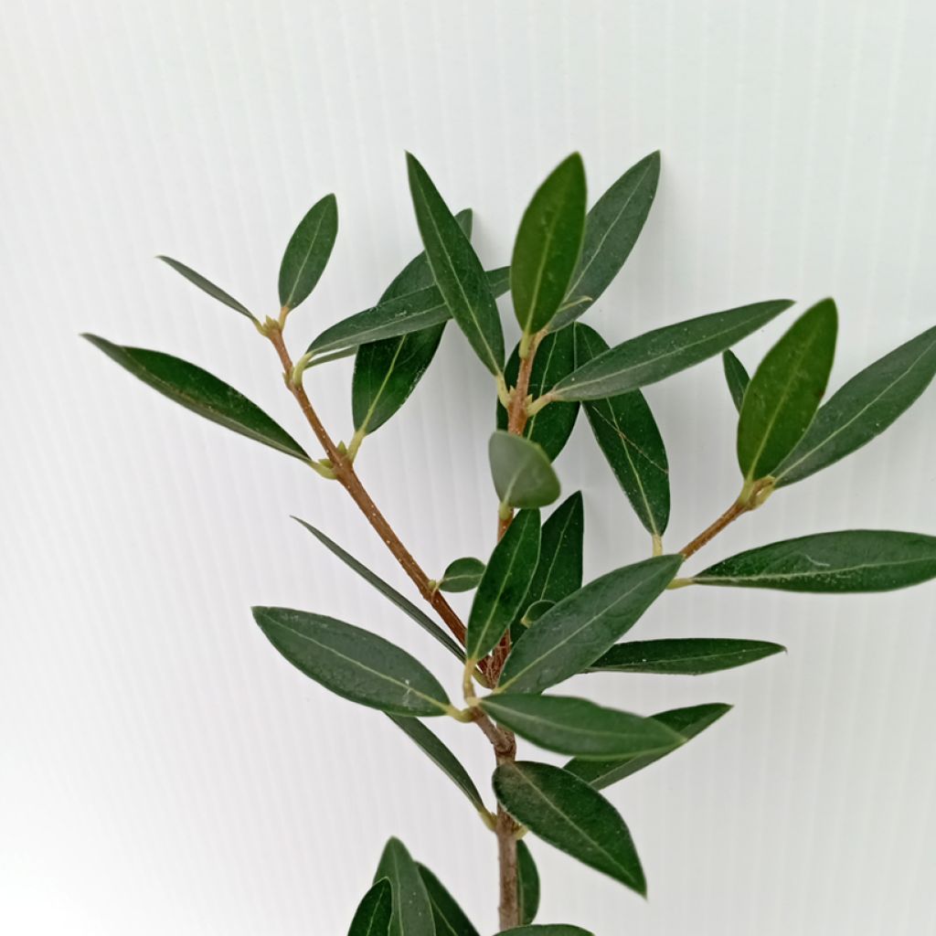 Phillyrea angustifolia GreenQuick - Ilatro sottile