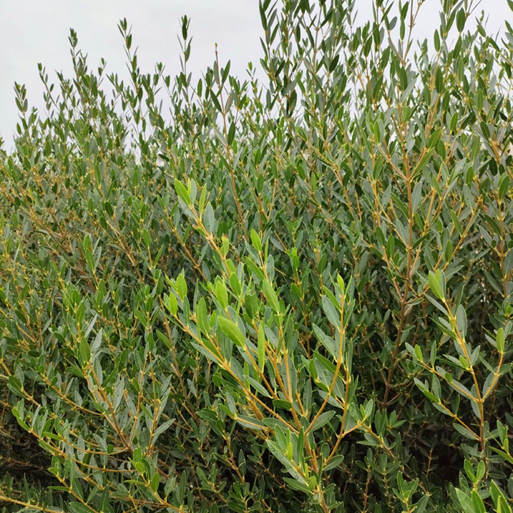 Phillyrea angustifolia GreenQuick - Ilatro sottile