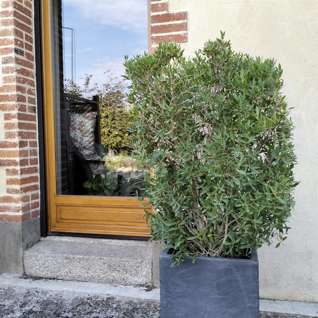 Phillyrea angustifolia GreenQuick - Ilatro sottile