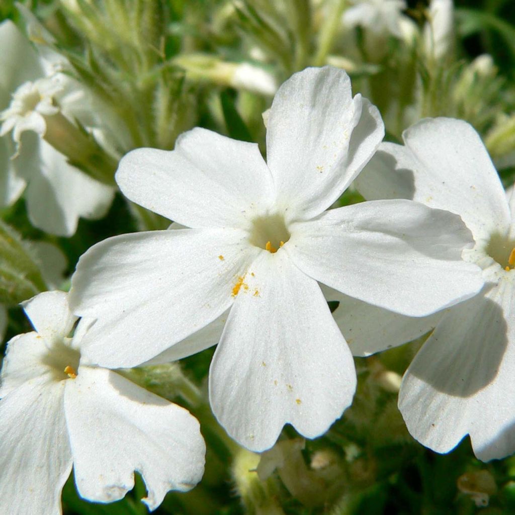 Phlox subulata White Delight - Muscio rosa