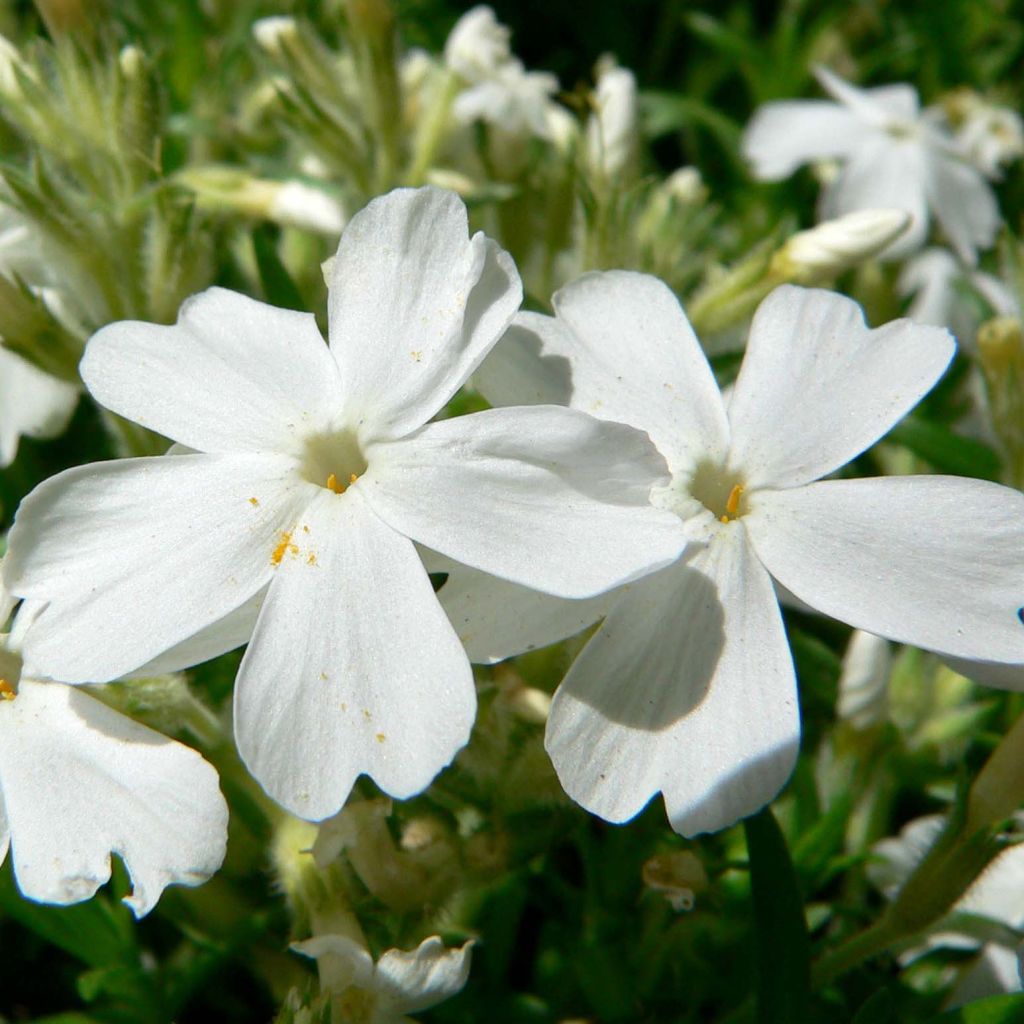 Phlox subulata White Delight - Muscio rosa