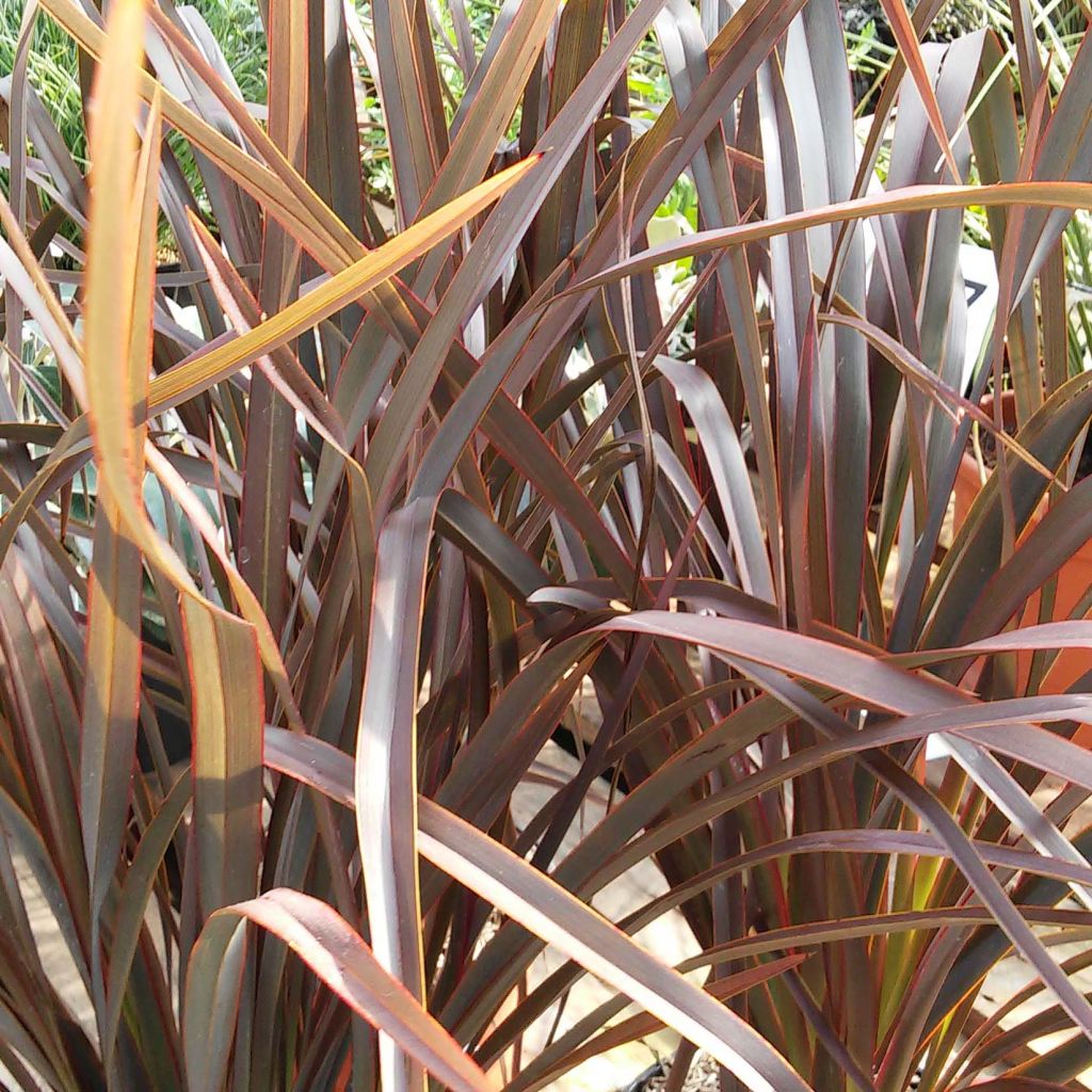 Phormium Purpureum - Lino della Nuova Zelanda
