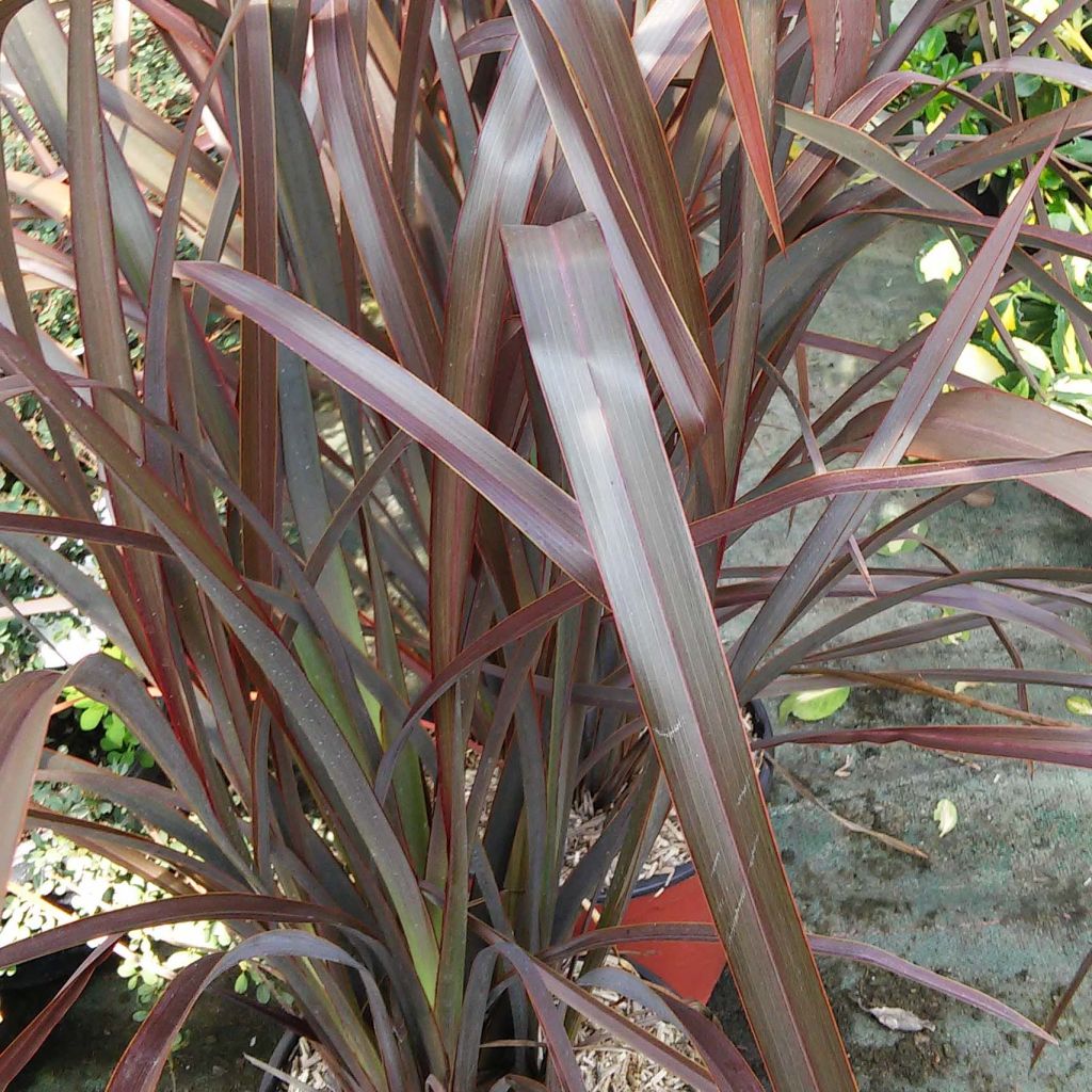 Phormium Purpureum - Lino della Nuova Zelanda