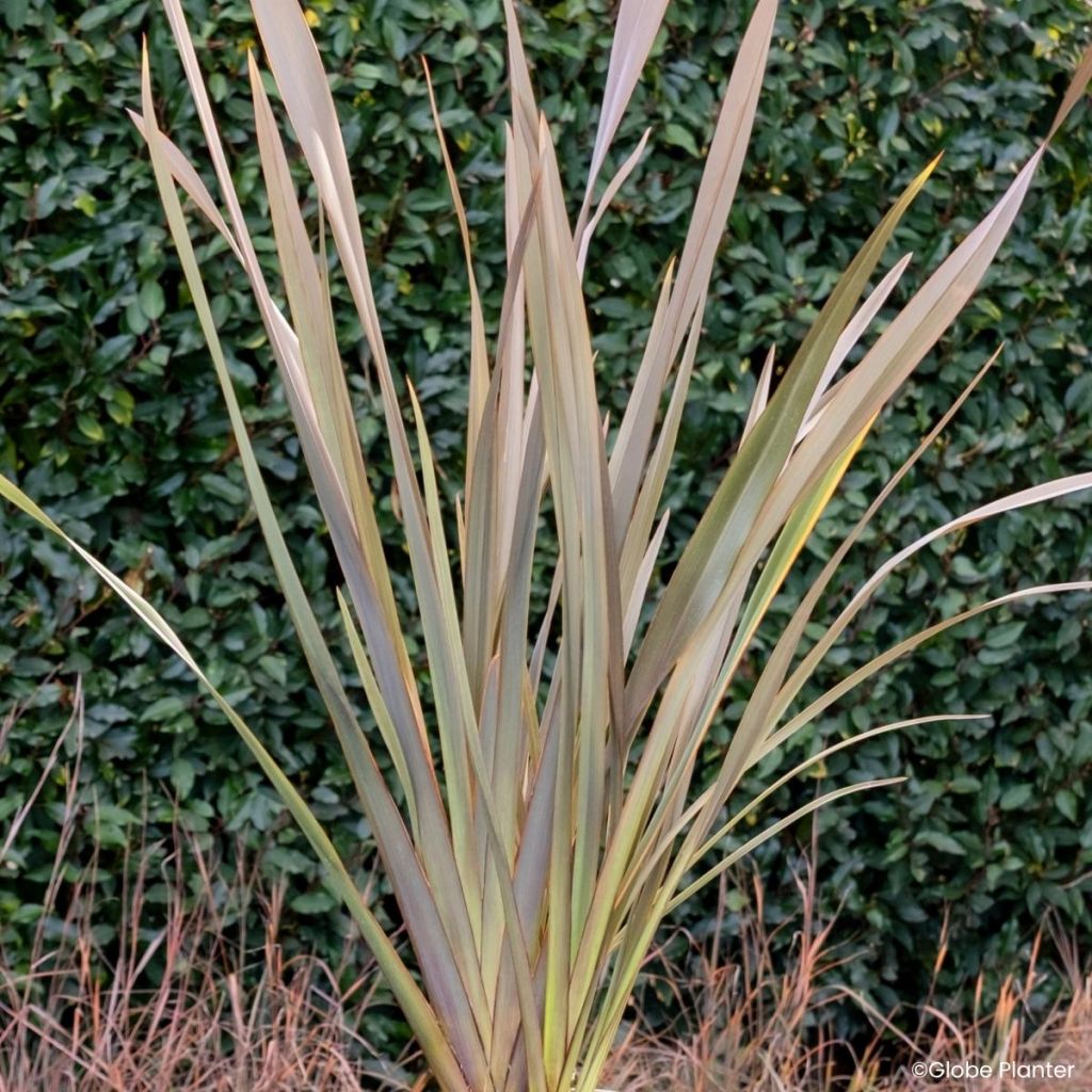 Phormium Pink Blush - Lino della Nuova Zelanda