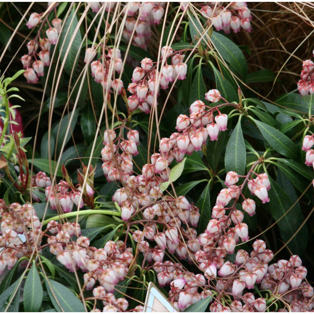 Pieris japonica Katsura