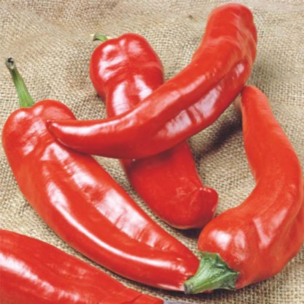Peperoncino Anaheim