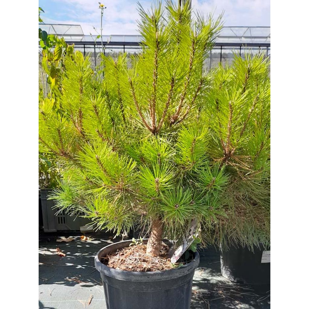 Pinus nigra Brégeon