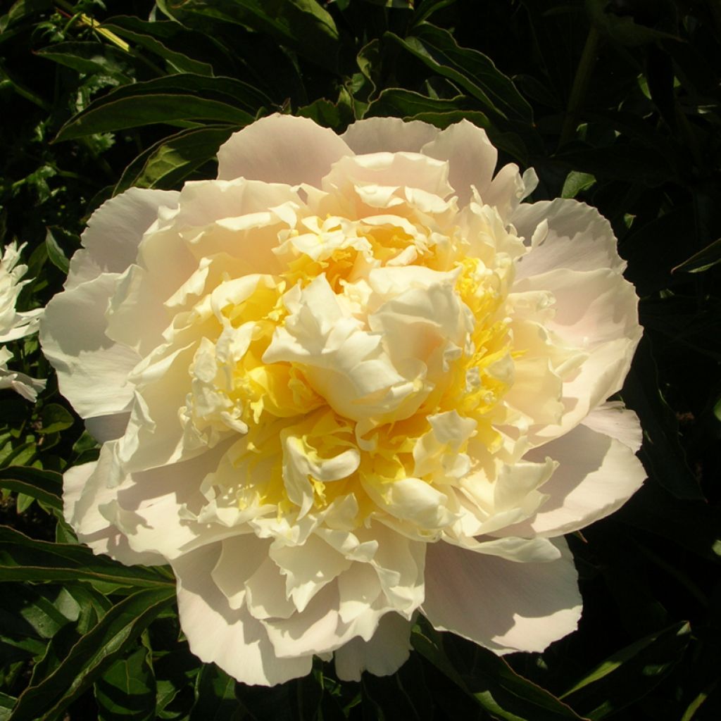 Peonia erbacea Cheddar Cheese