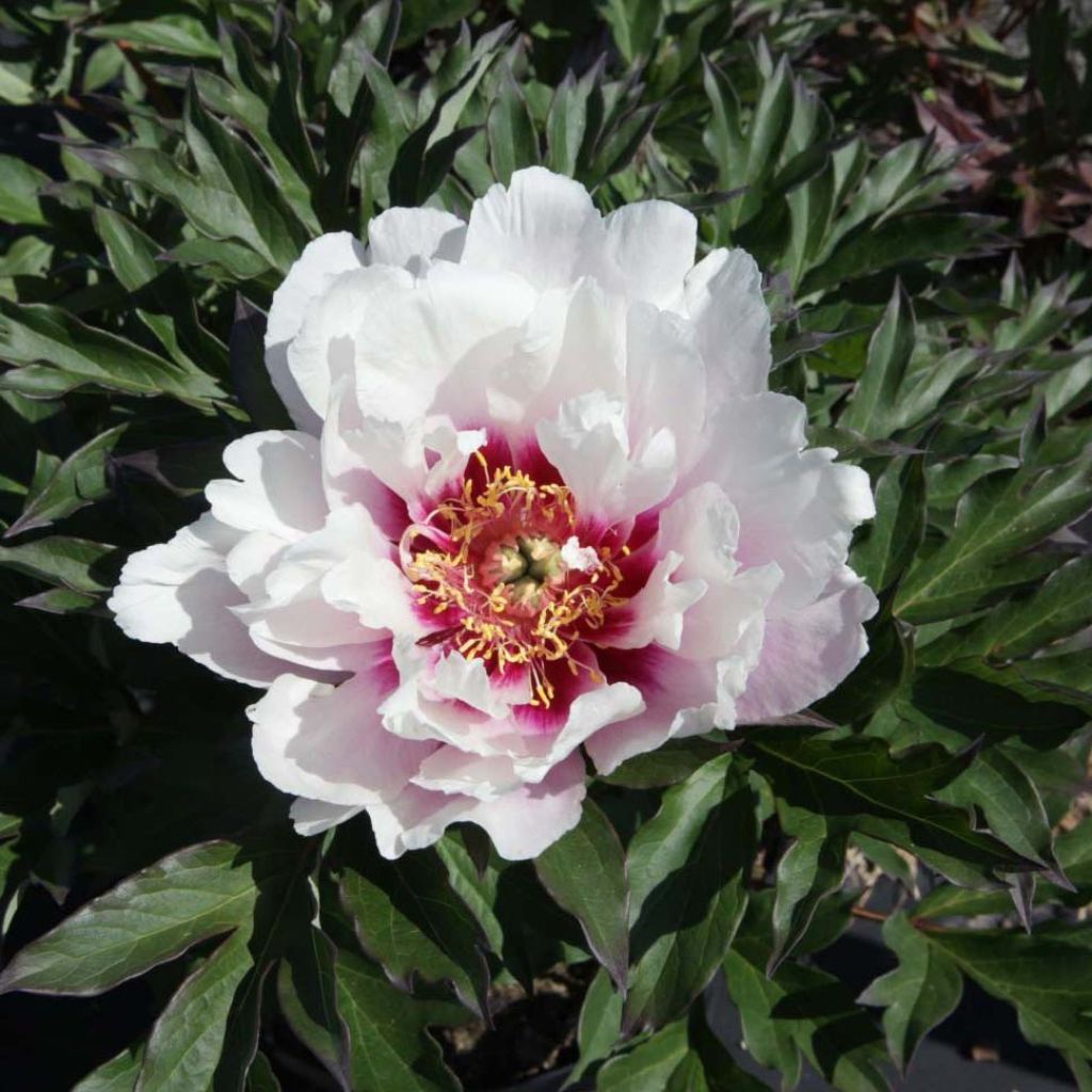 Peonia Itoh Cora Louise