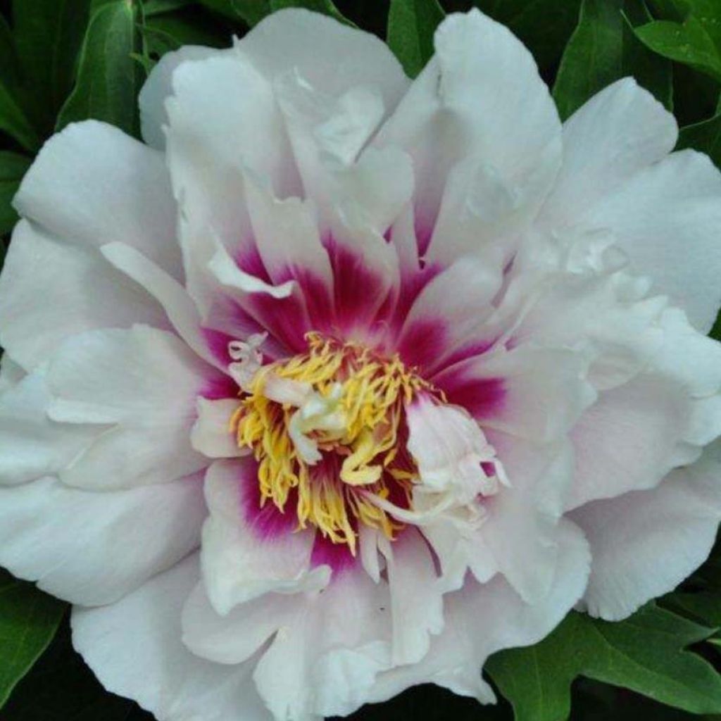 Peonia Itoh Cora Louise