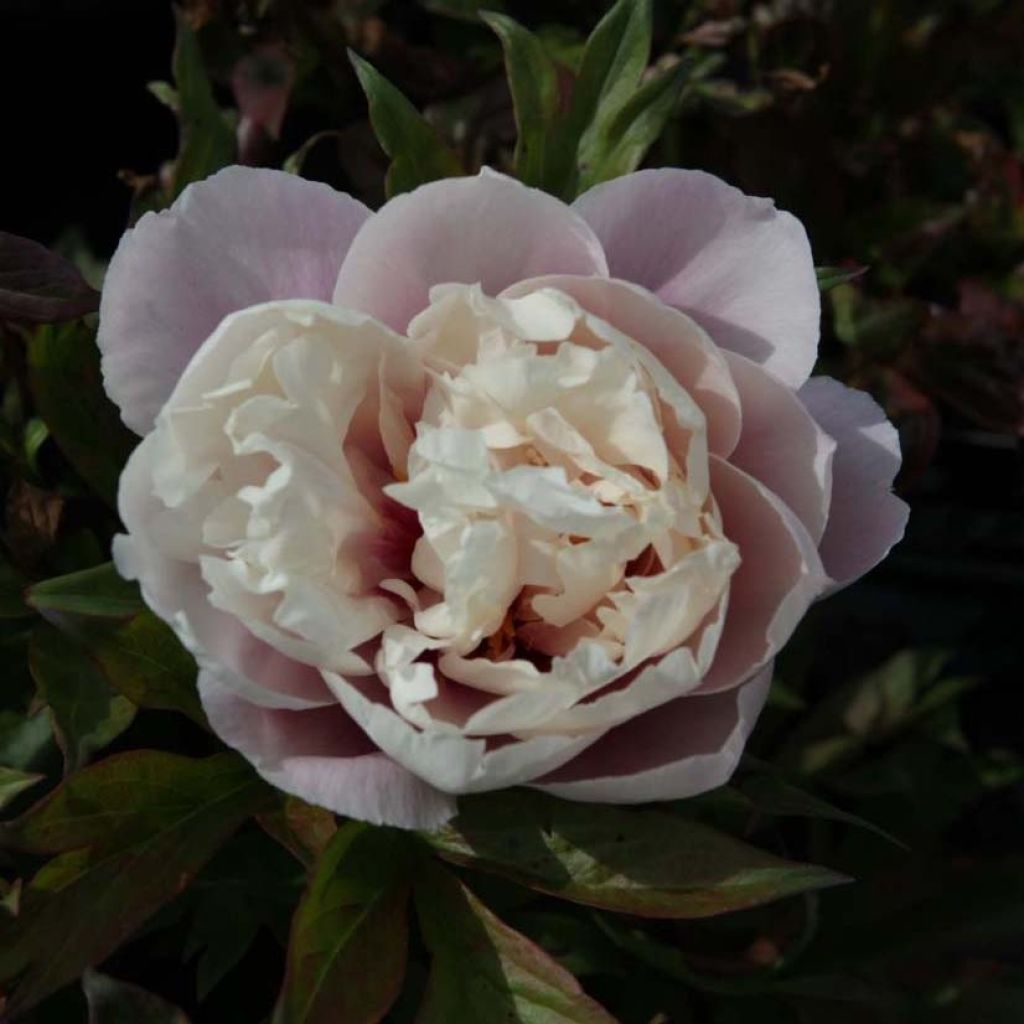 Peonia Itoh Cora Louise