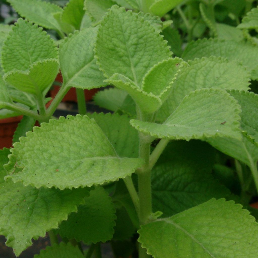 Plectranthus fragrantissimum amboinicus - Origano cubano