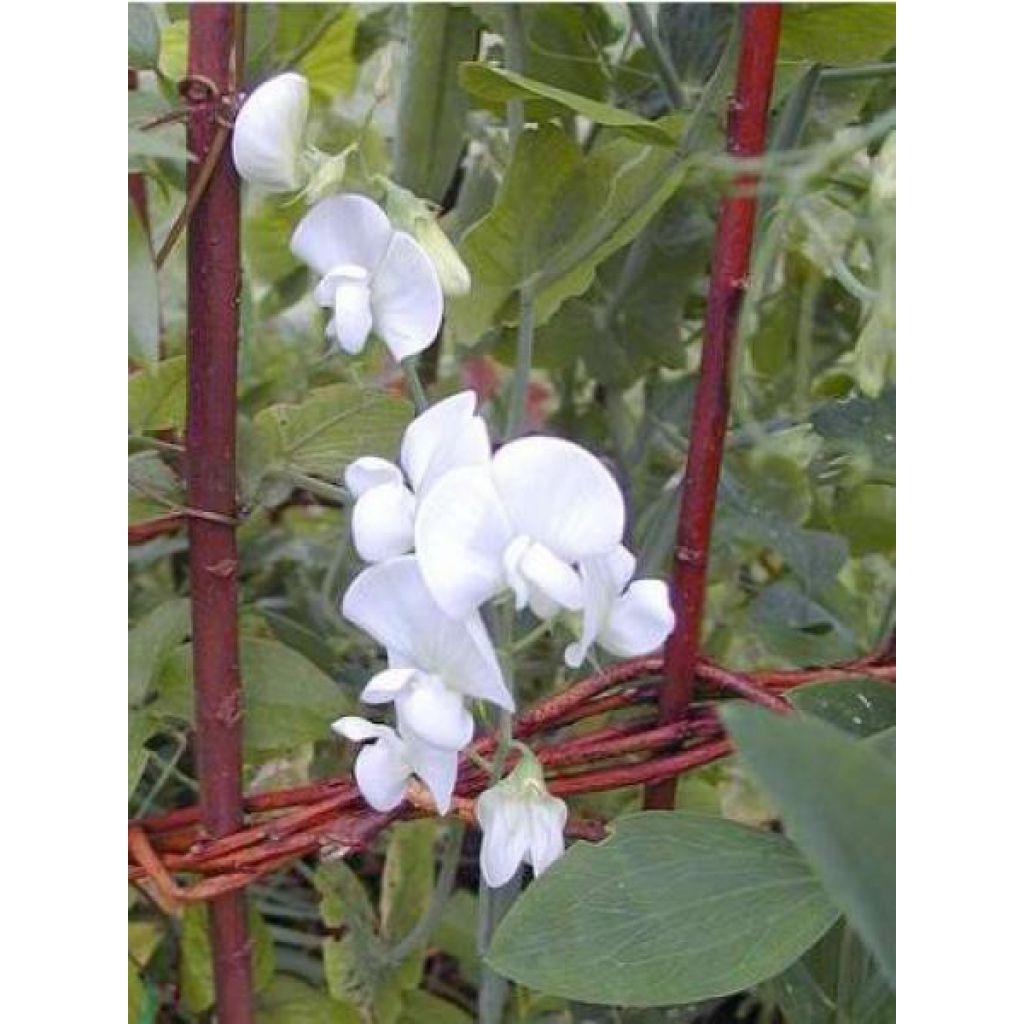 Graines de Pois de senteur White Pearl - Lathyrus latifolius