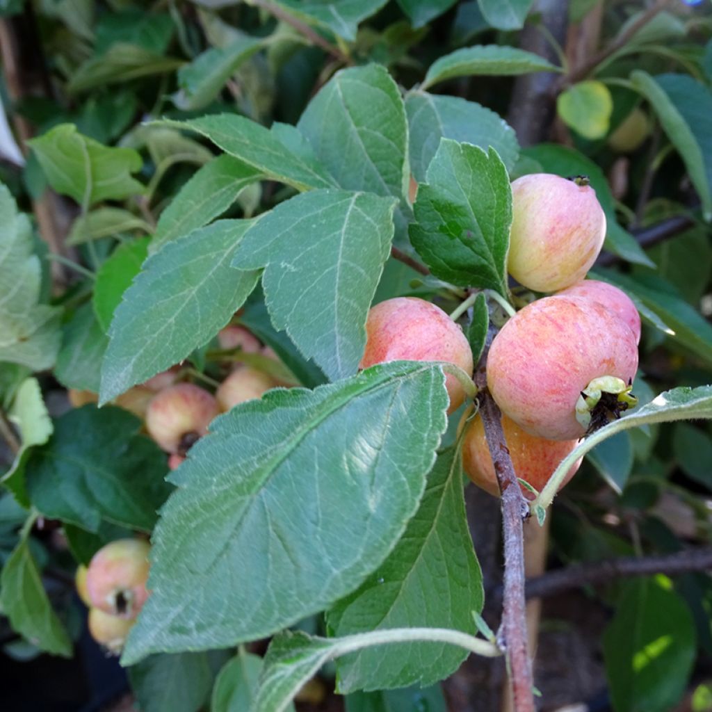 Malus Evereste 'Perpetu' - Melo da fiore