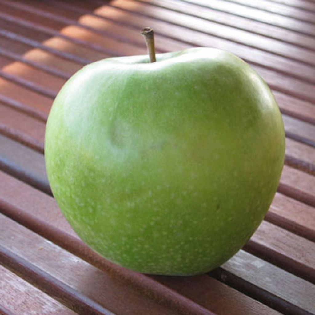 Melo Granny Smith