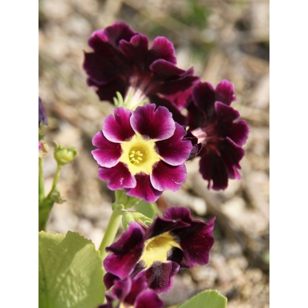 Primula pubescens Mix